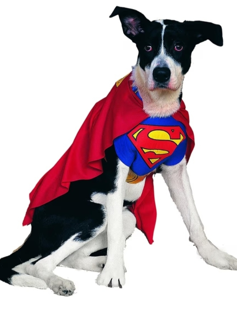 XL DC Superhero Dog Cape and Chest Piece in Red, Blue, Yellow - Picture 2 of 7